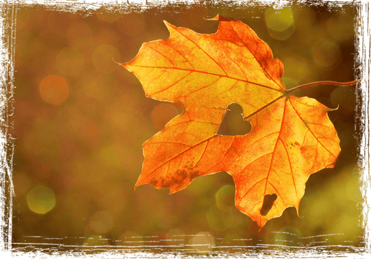 Bentornato Autunno! - Liveyourkids